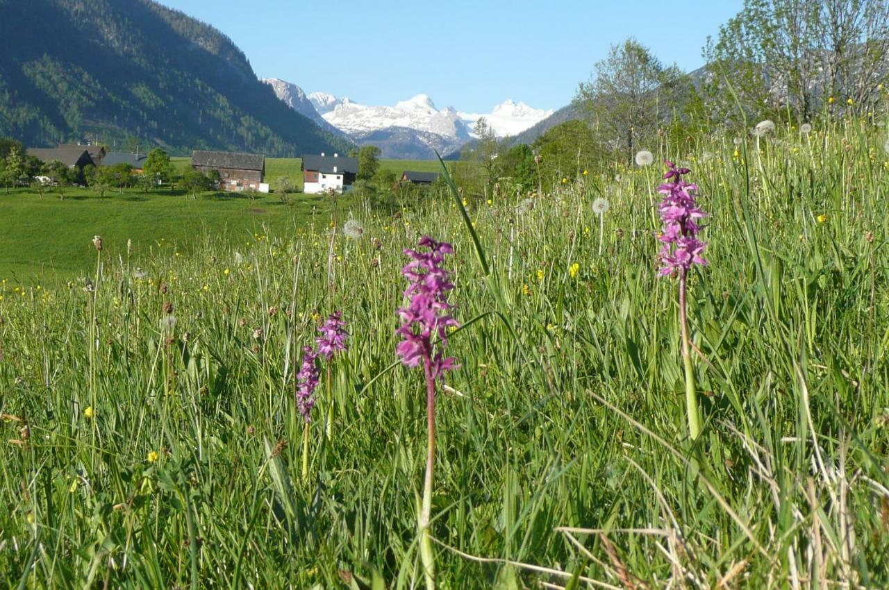 Haus Stangl Lägenhet Bad Aussee Exteriör bild